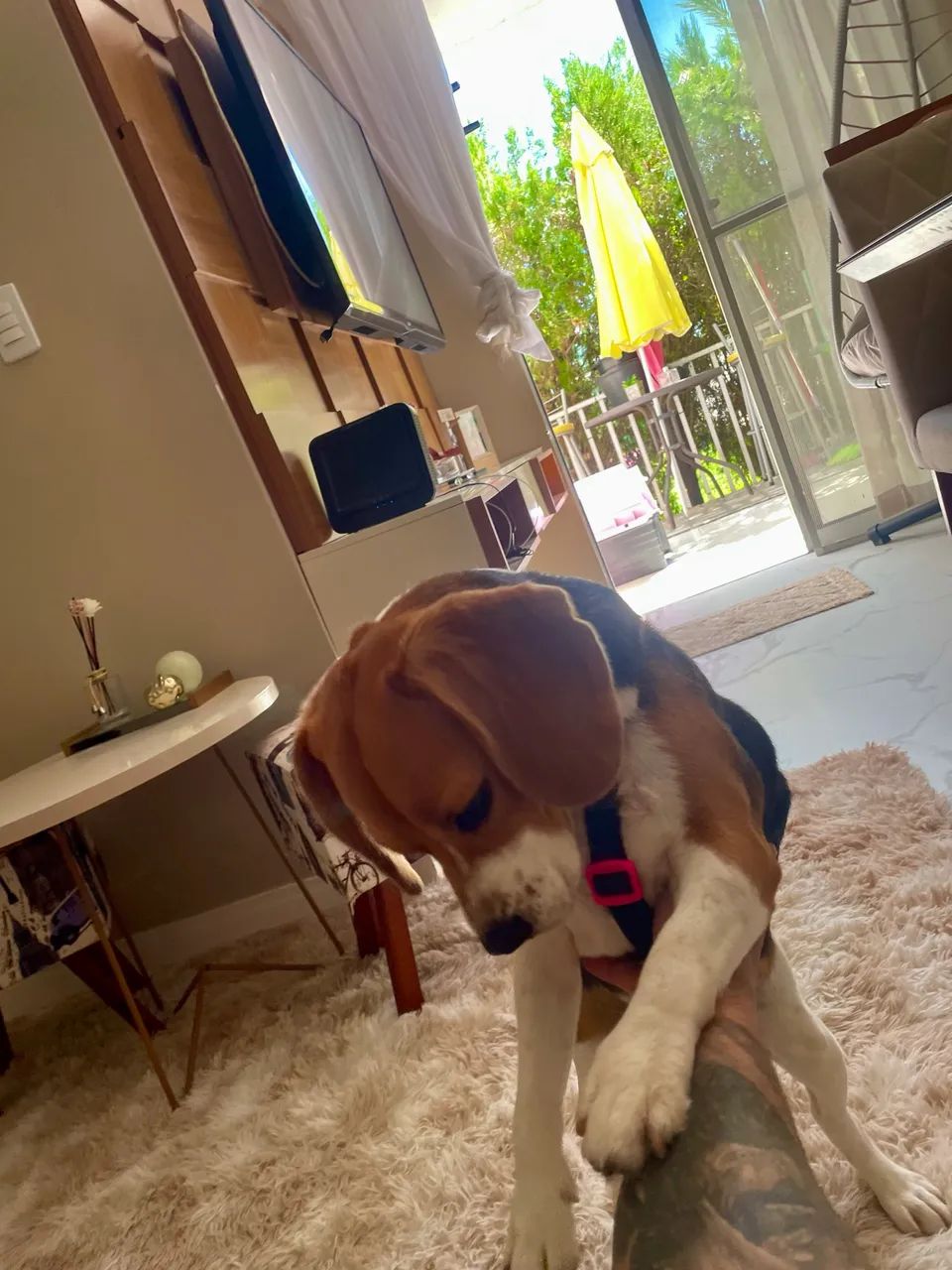 Beagle - 2 anos e 8 meses - Foto 2