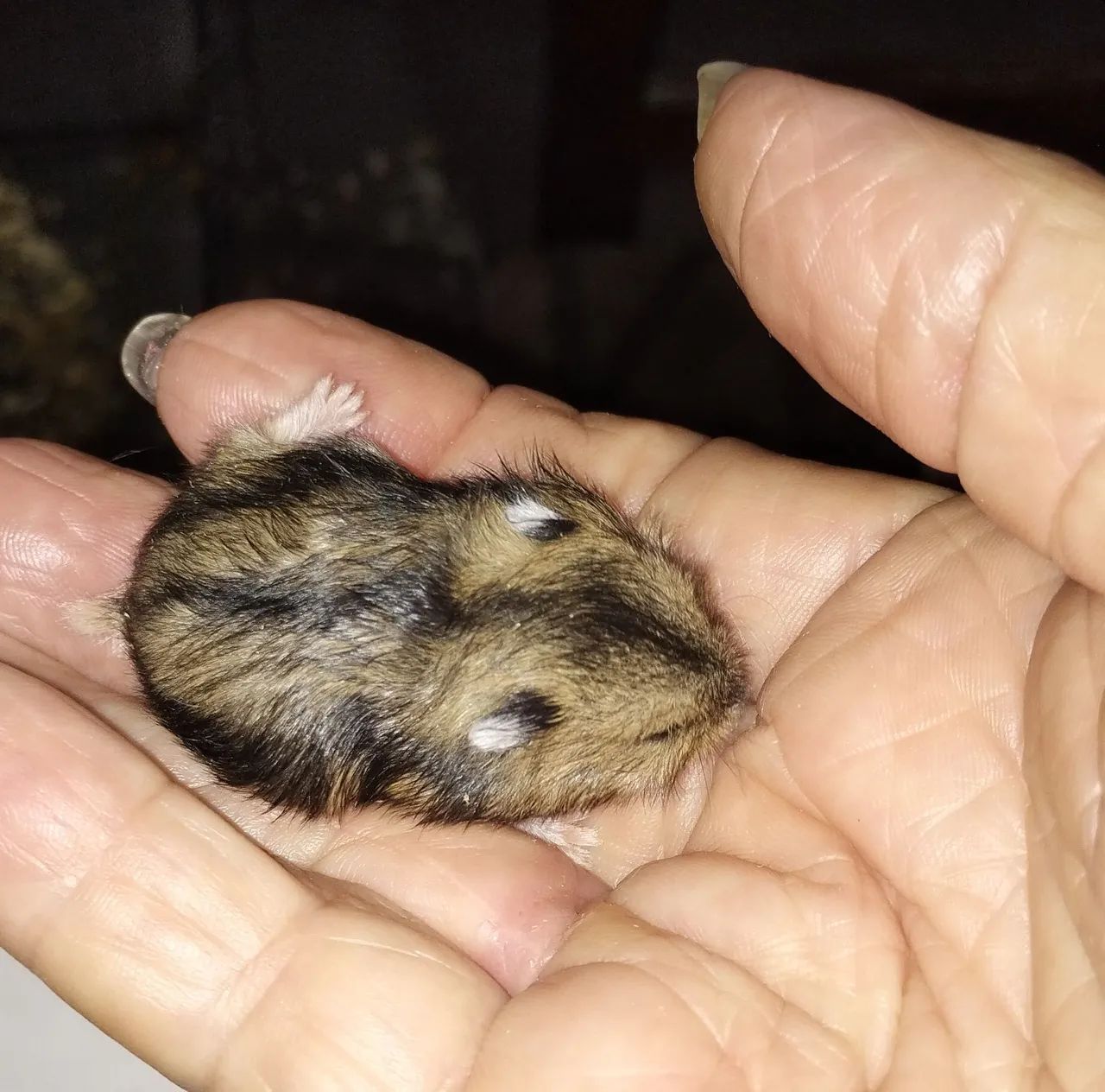 BBS..de HAMSTER ANÃO RUSSO..50$ - Foto 3
