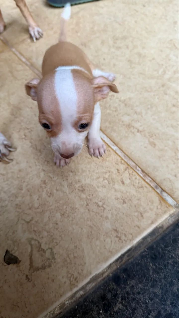 Pinscher 1 macho  - Foto 5