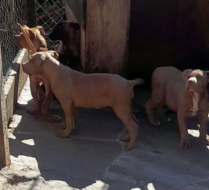 Filhotes de Pit Monster.  - Foto 4