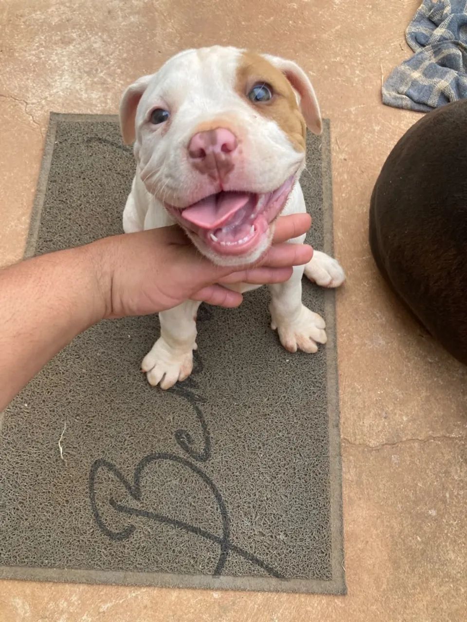 Pitbull - Foto 2