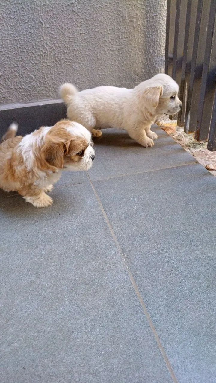 Lhasa Apso filhotes  - Foto 4