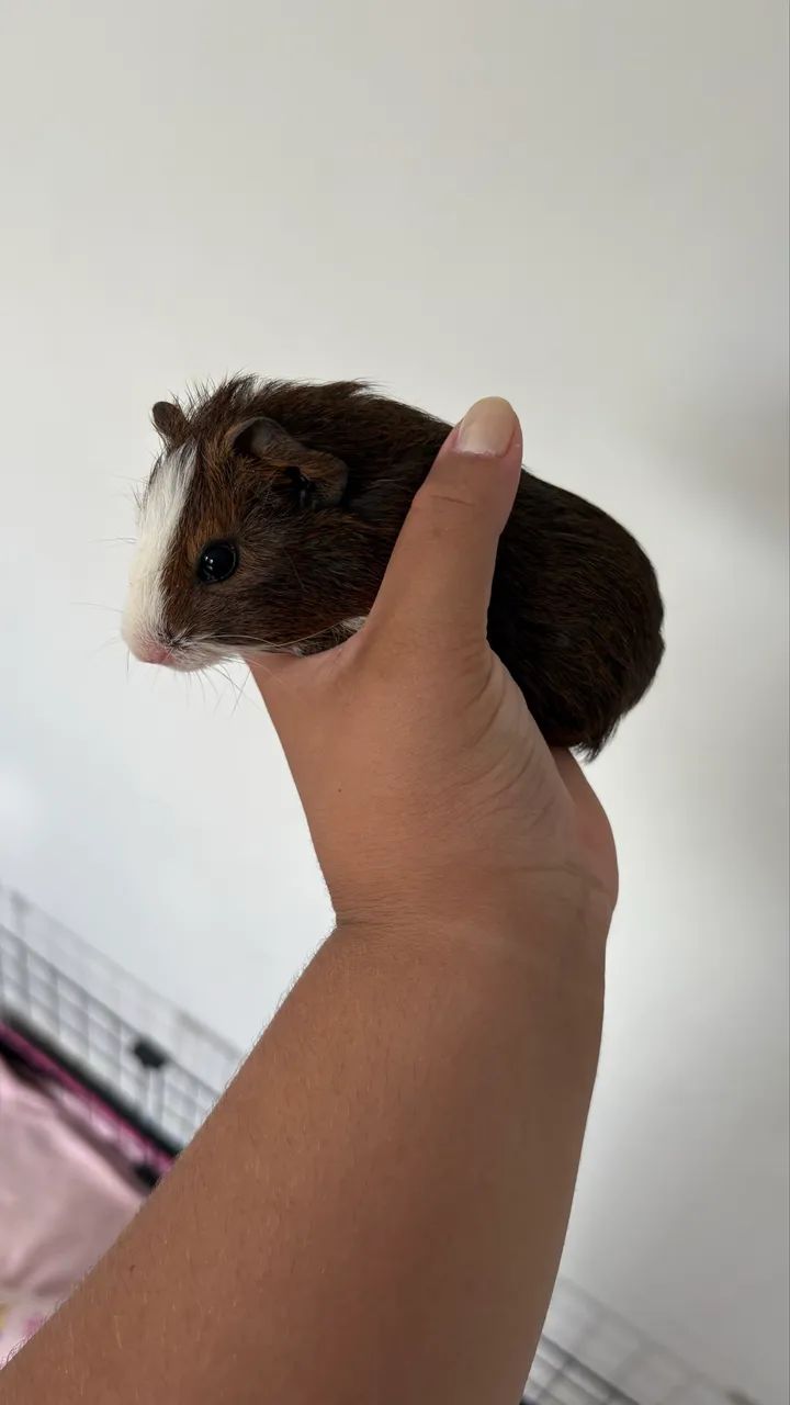 porquinho da índia
