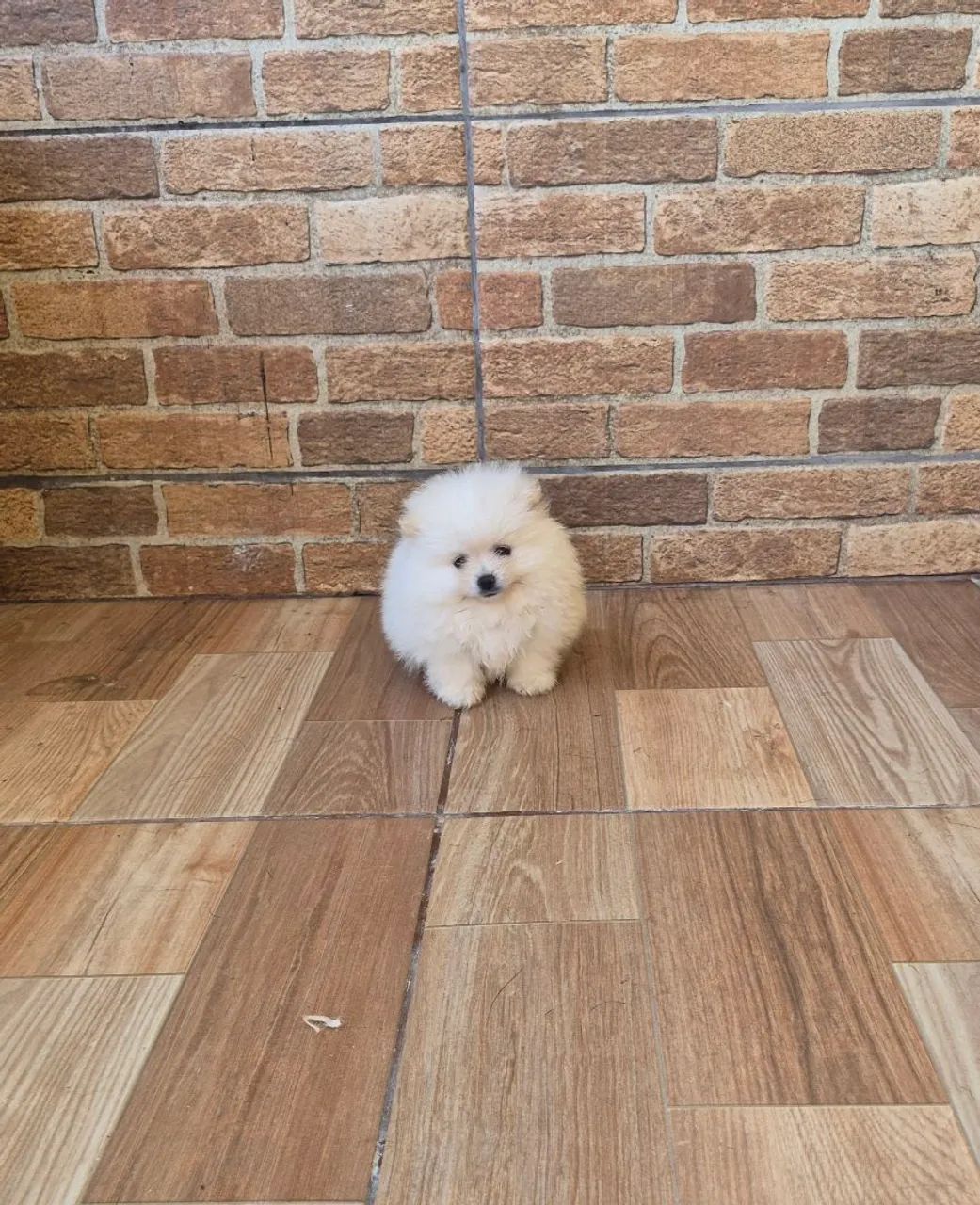 Lulu da Pomerânia! - Foto 5