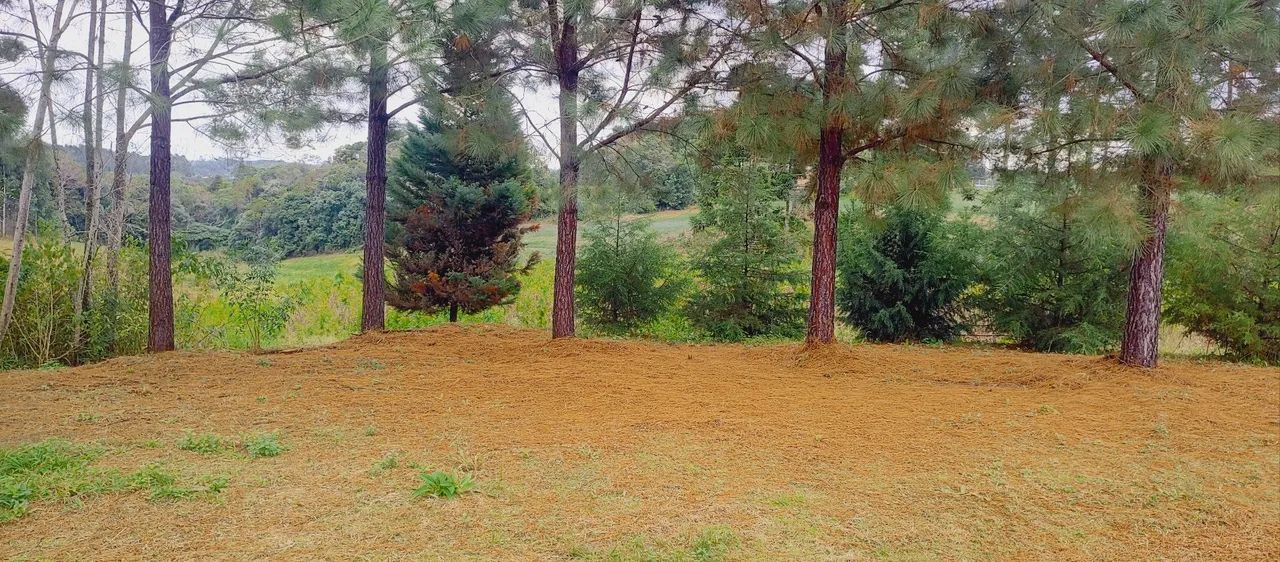 Terreno 10.000m2 - Foto 3