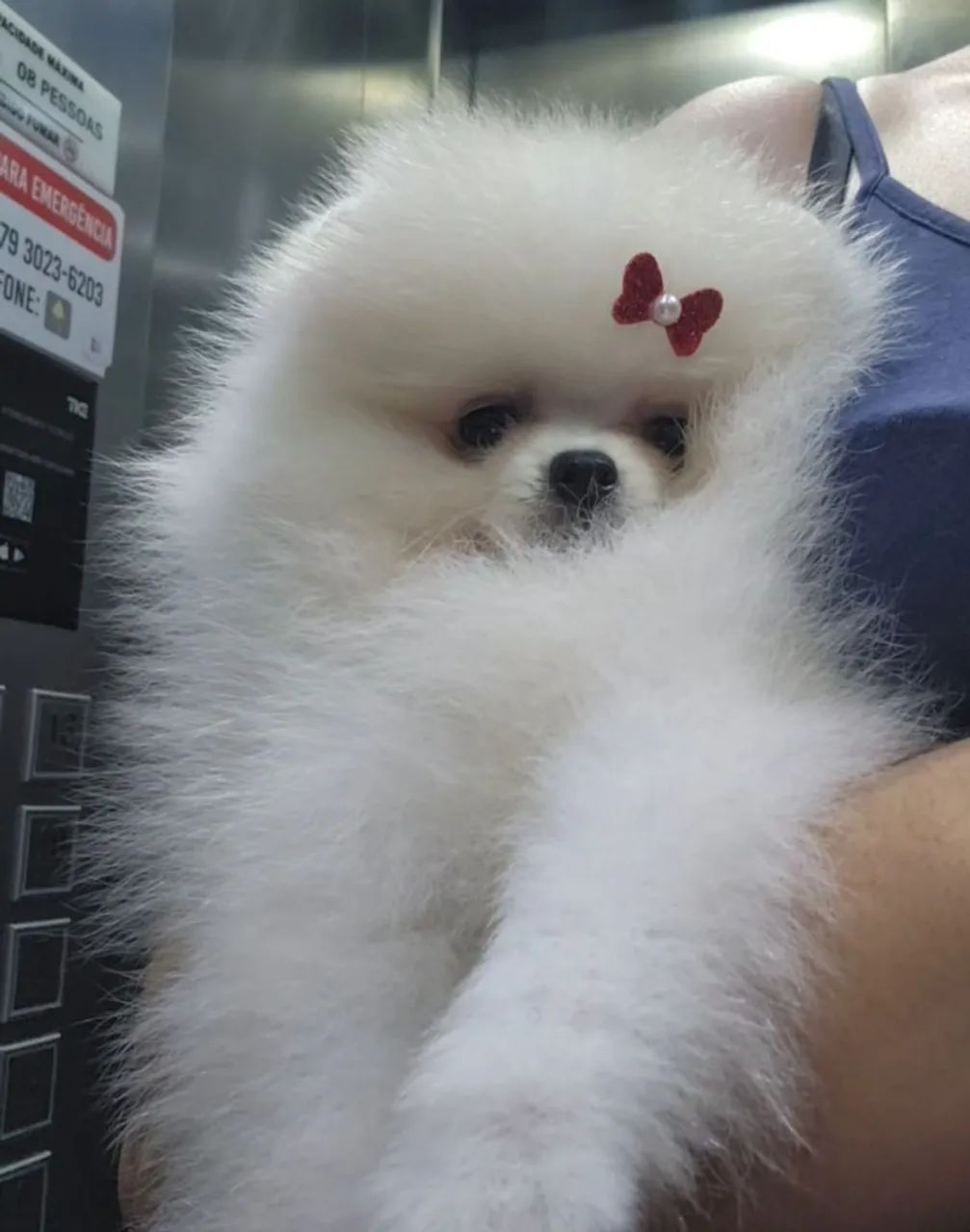 Spitz Alemão Anão/Lulu da Pomerânia  - Foto 2