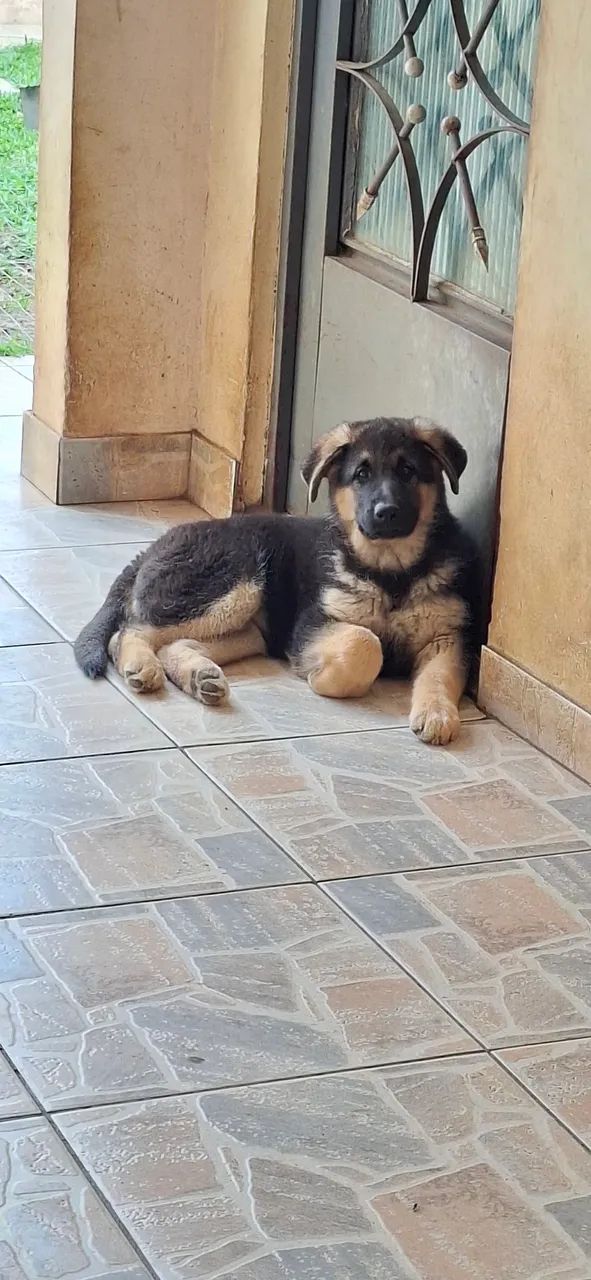 Vendo