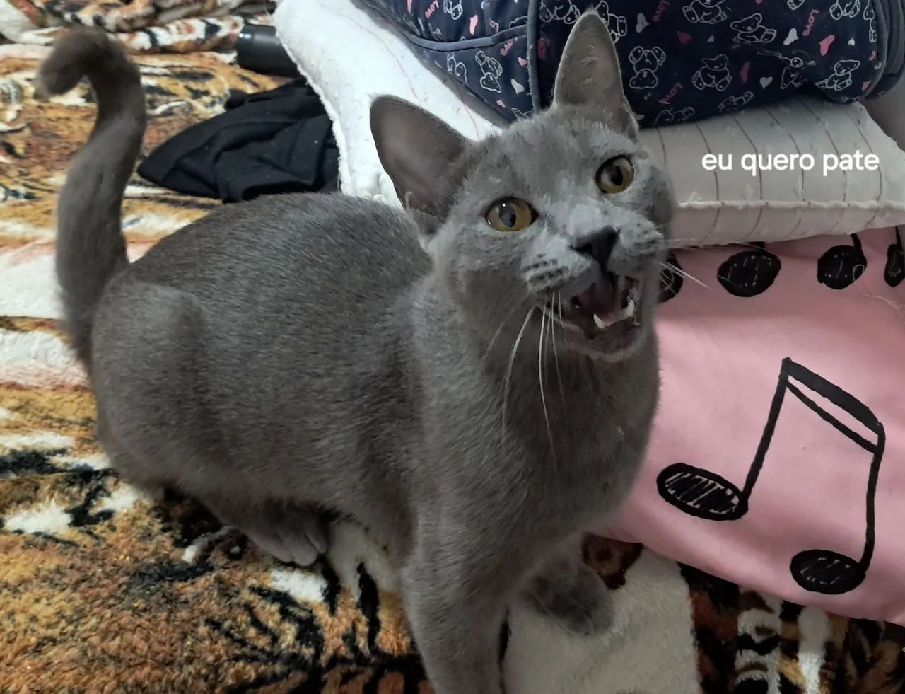 Vende essa gatinha fofura remedinho que cura anciedade solidaoinho - Foto 3