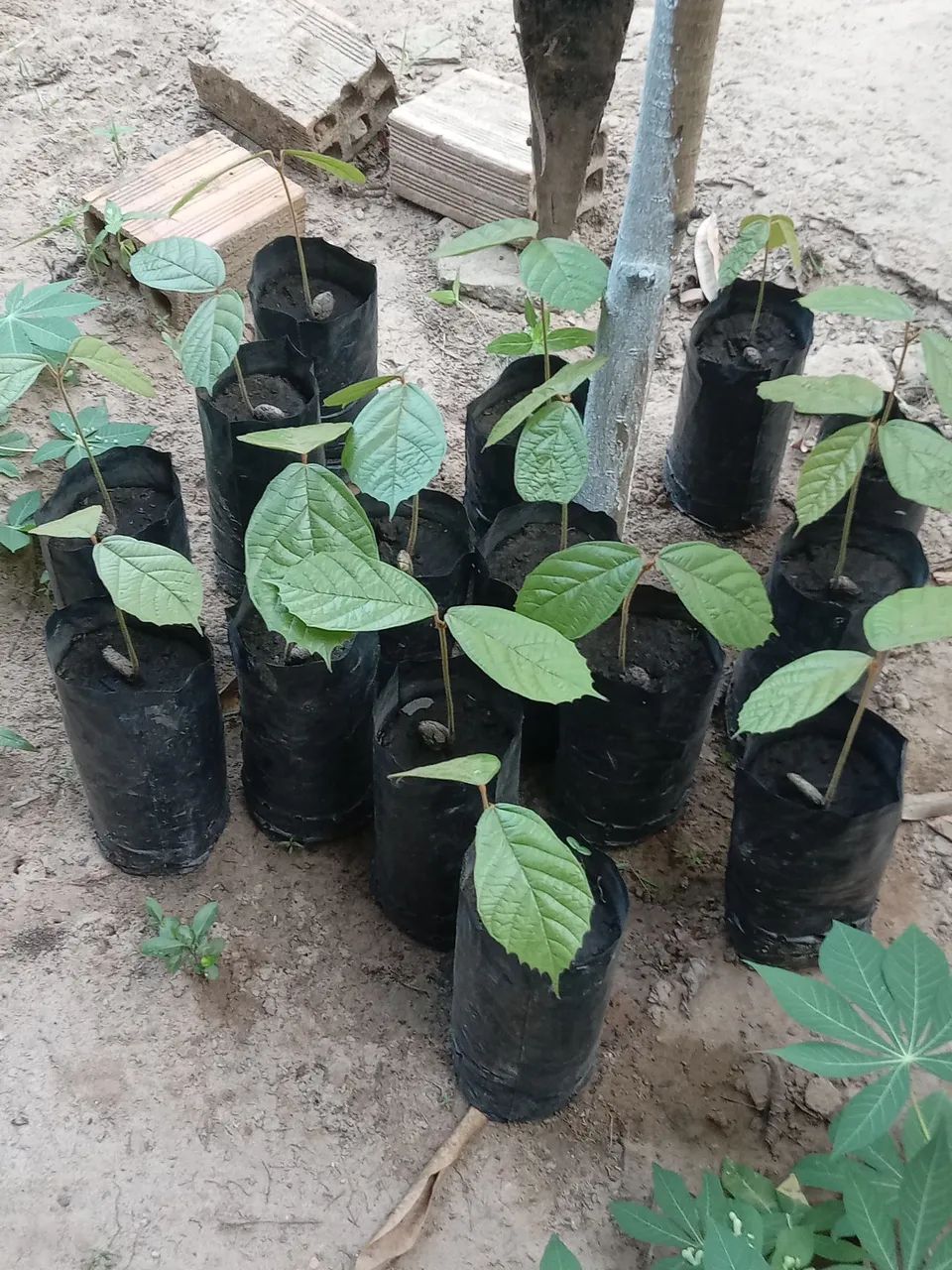 Vendo mudas de cupuacu novas  - Foto 4