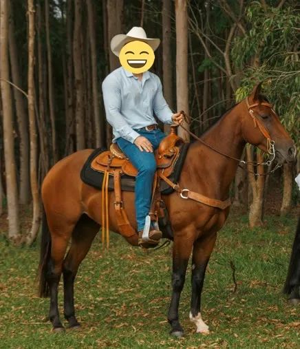 Vendo Égua Quarto de Milha, domada, boa de rédea, de tambor - Foto 2