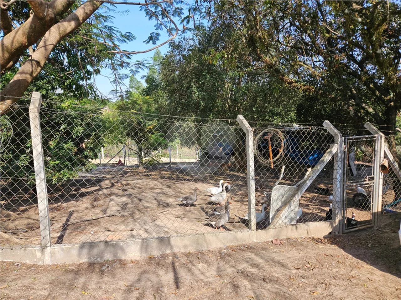 Sitio com 3.000 pés de uvas