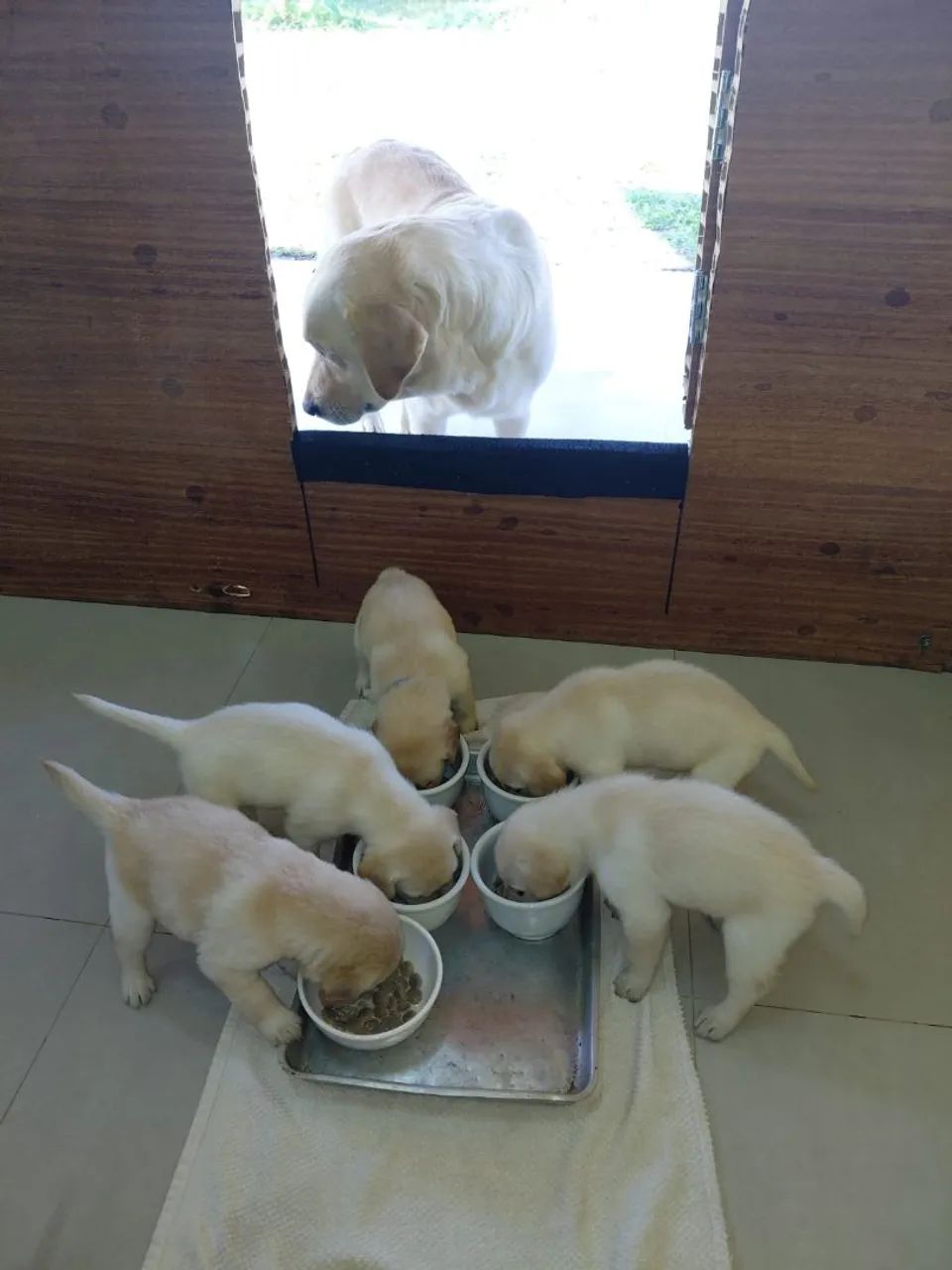LABRADOR - Foto 3