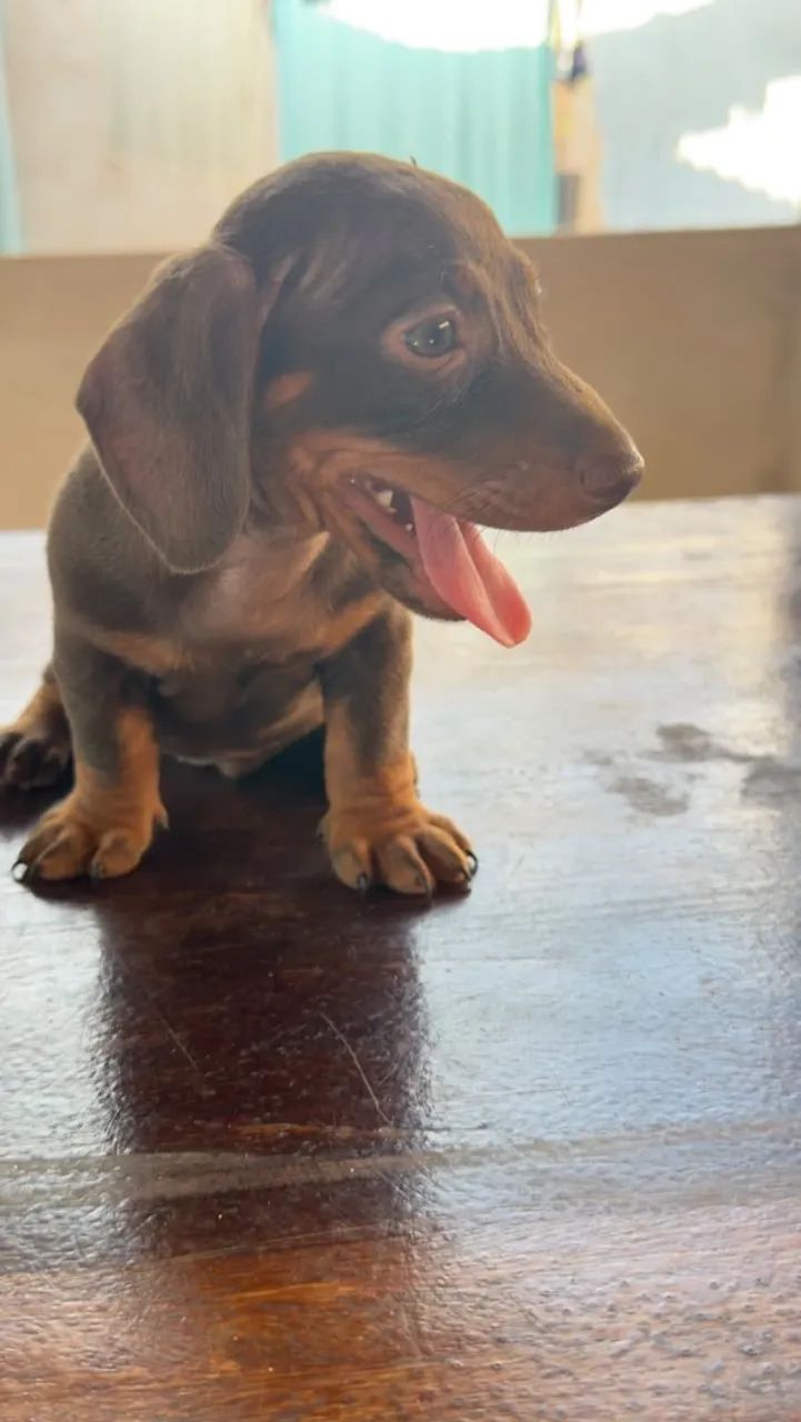 Dachshund macho - Foto 3