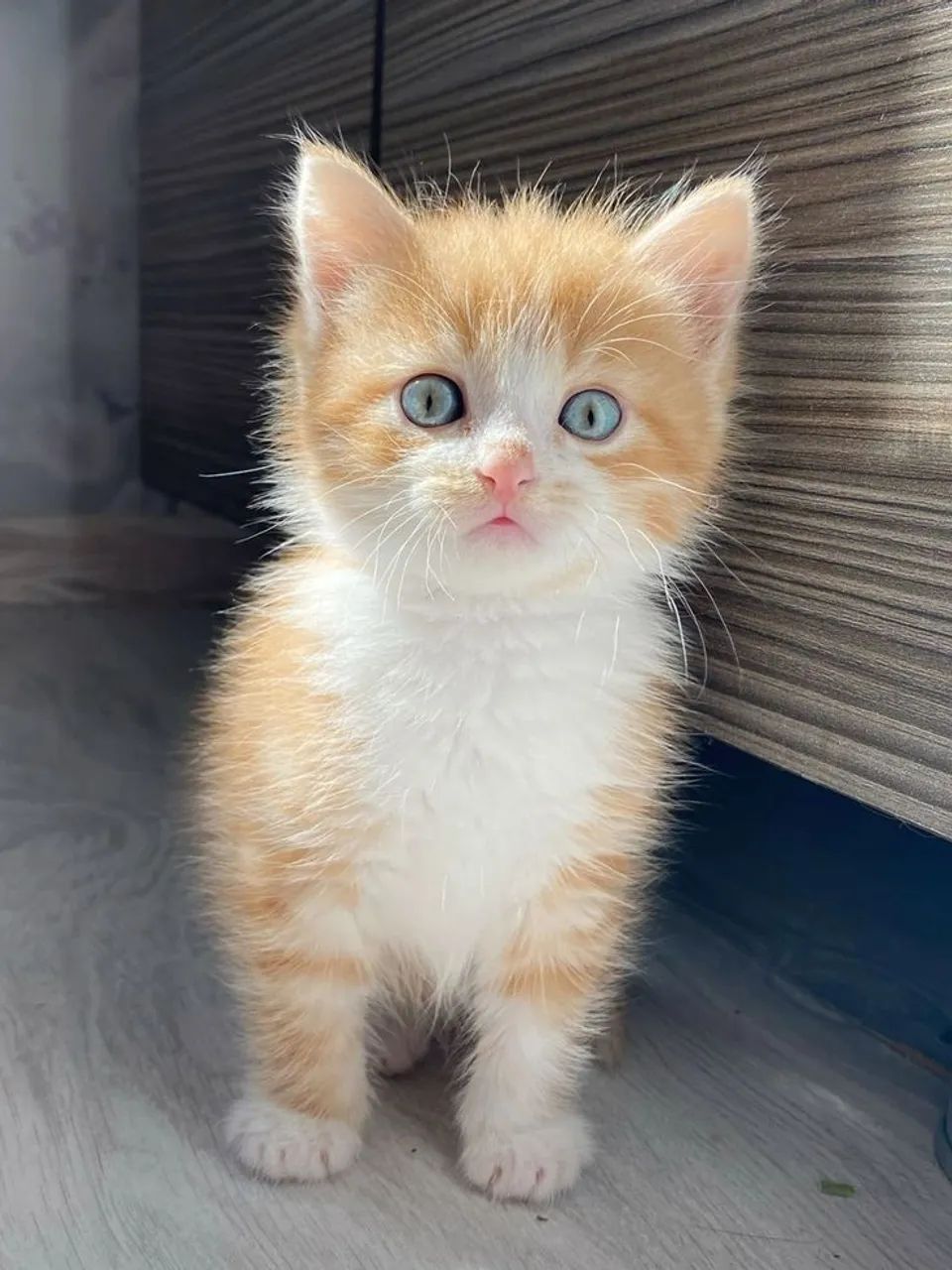 Filhotes machos angorá  - Foto 4