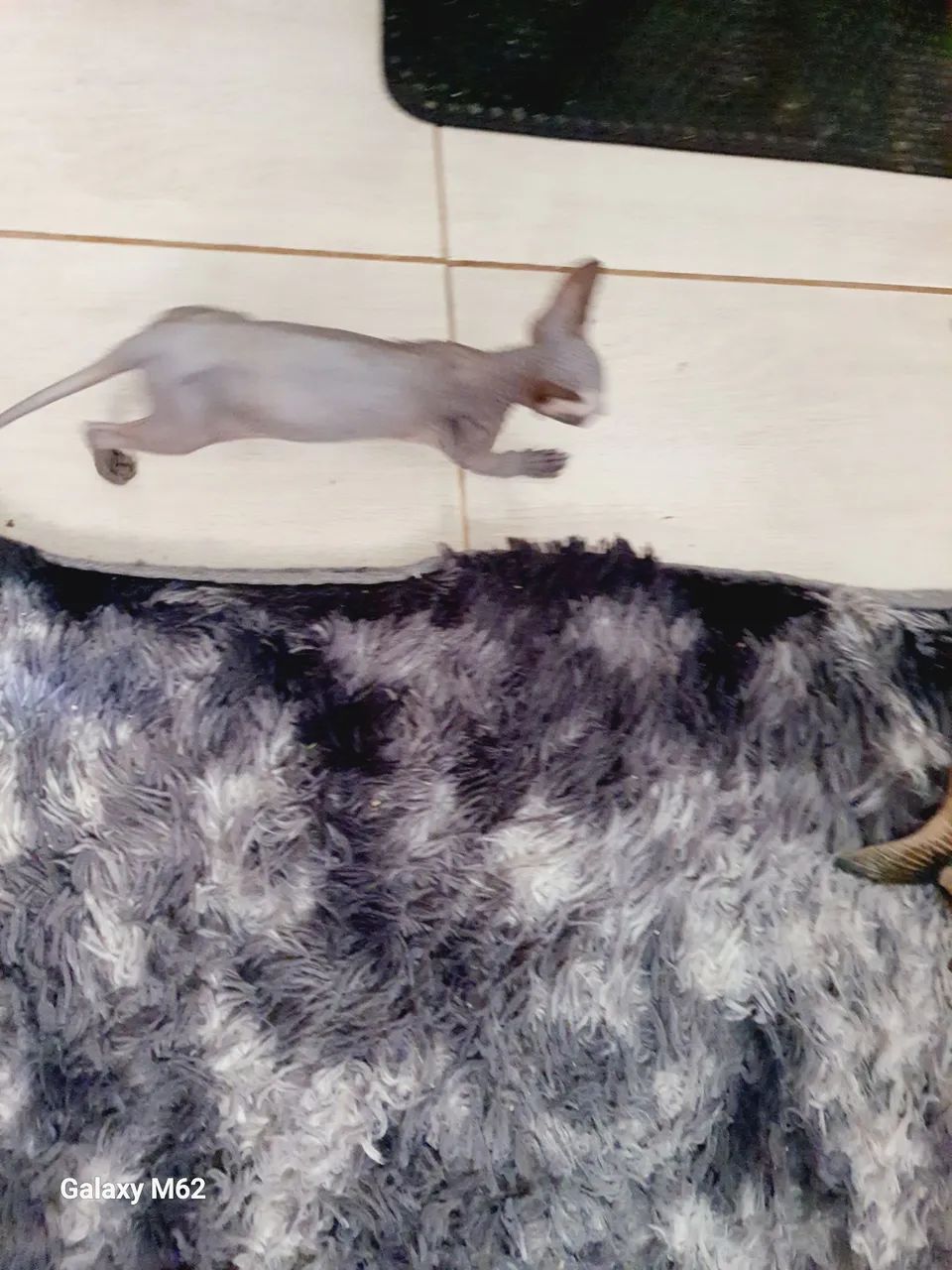 macho sphynx  filhote - Foto 2