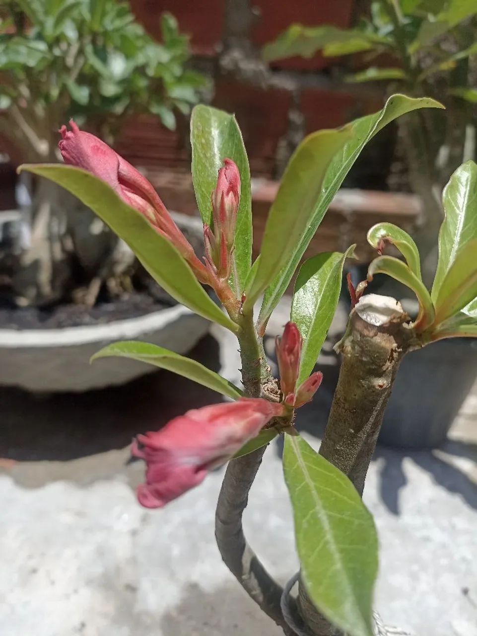 Flor do deserto - Foto 4