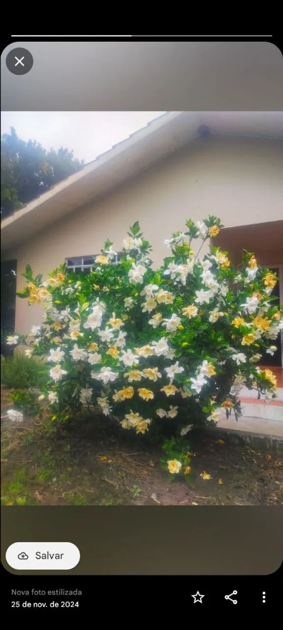 Chácara  - Foto 5