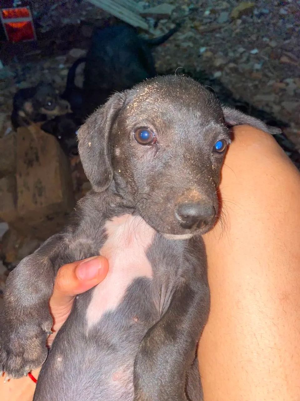 Doa-se filhotes de cachorro  - Foto 3