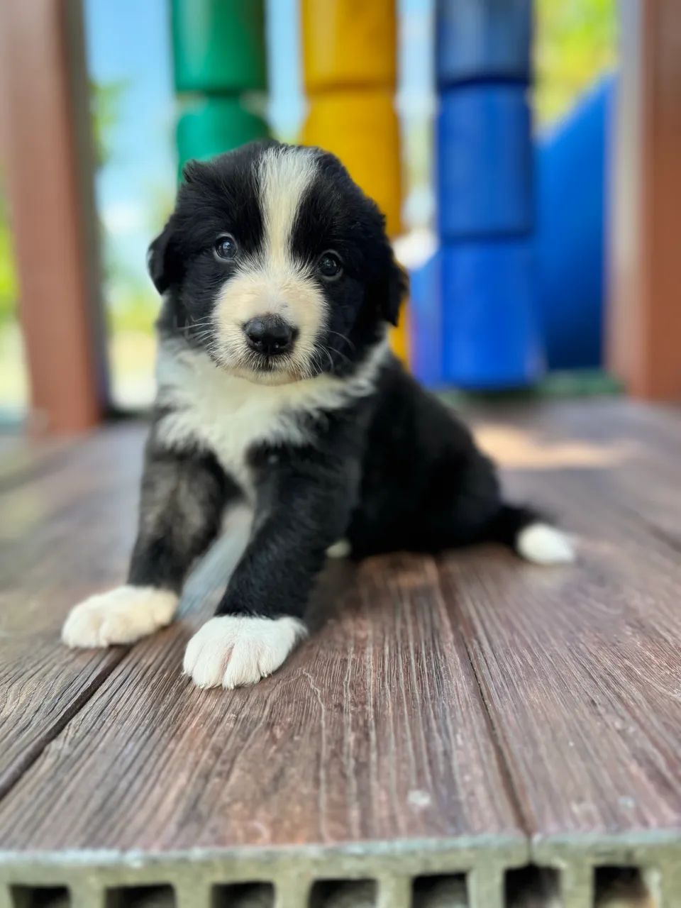 Border collie  - Foto 3