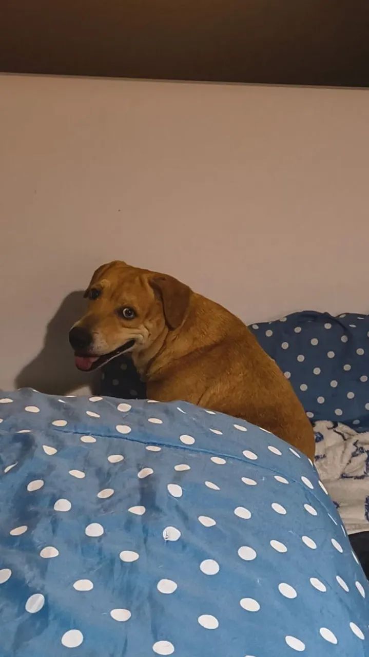 Cachorrinha para adoção!!! - Foto 3
