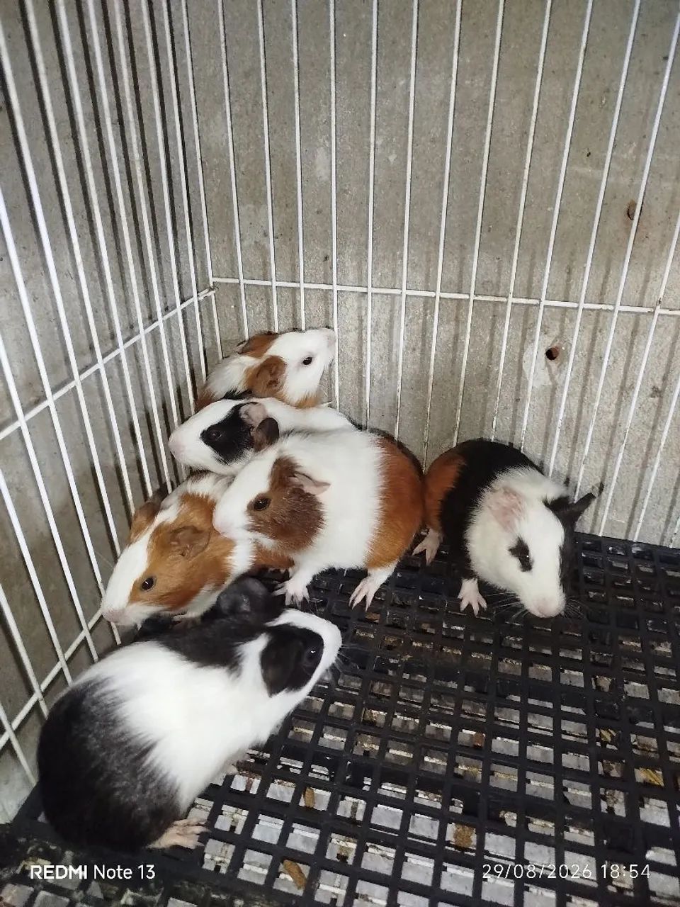 Porquinho da índia  - Foto 2