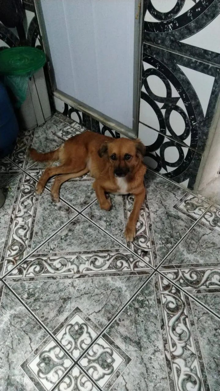 LINDA PET.  PARA.  ADOÇÃO! - Foto 2