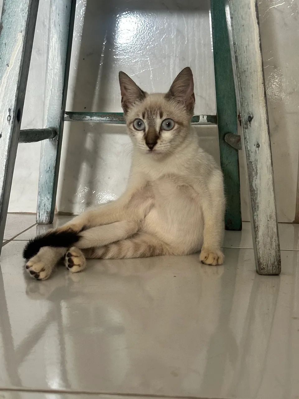 Gato Gatinho