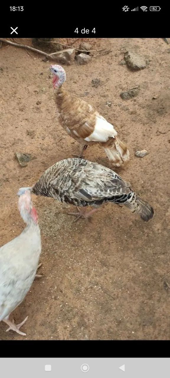 Ornamentais  - Foto 2