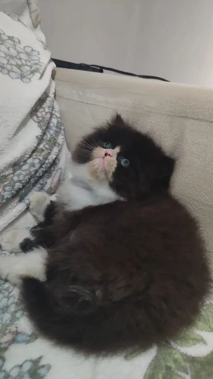 Gato persa  - Foto 2