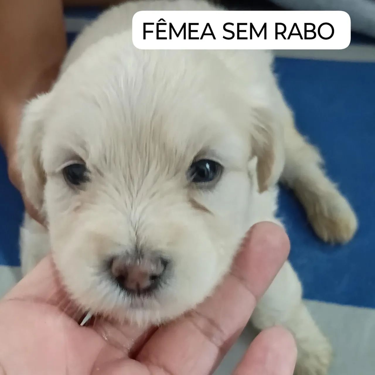 Poodle 300 - Foto 3