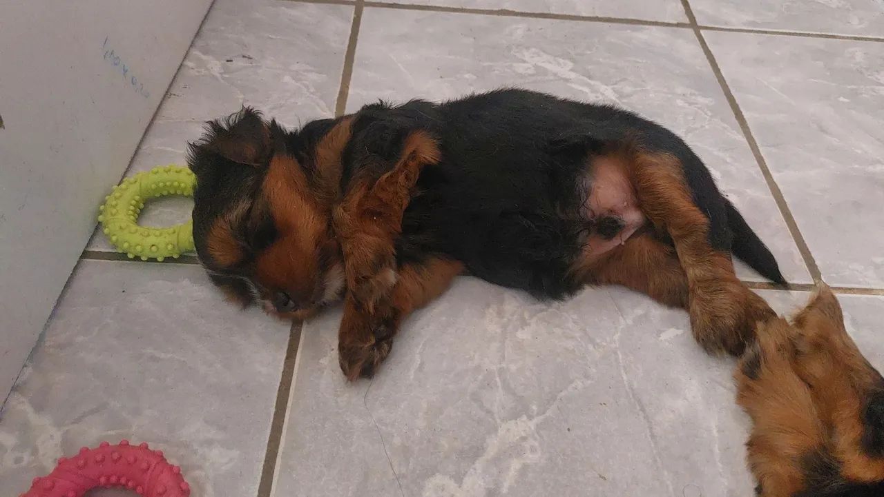 Yorkshire Terrier Macho  - Foto 5