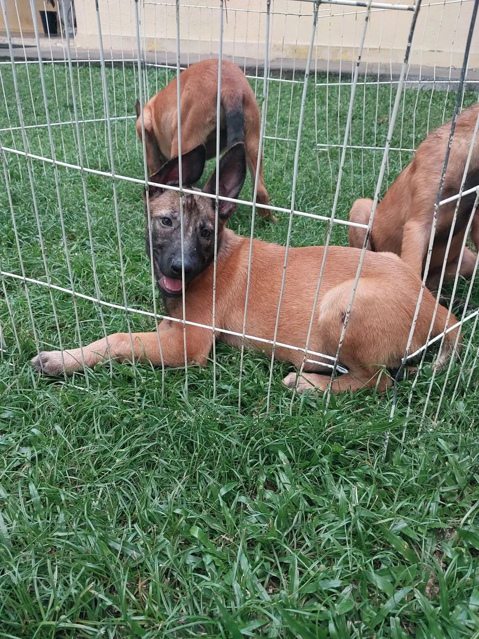 Pastor belga malinoá disponível  - Foto 3