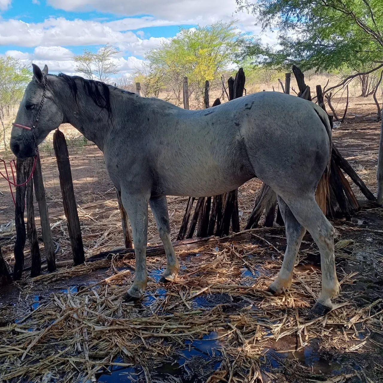 Cavalo 1/2 sangue Quarto de Milha