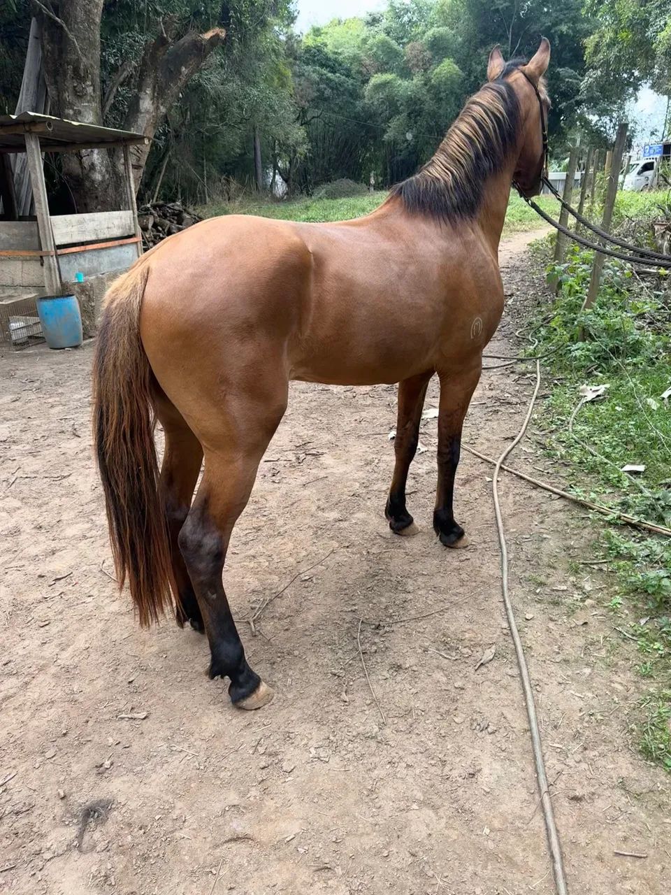 Potro mangalarga  - Foto 3
