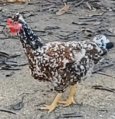 Galinha gsb