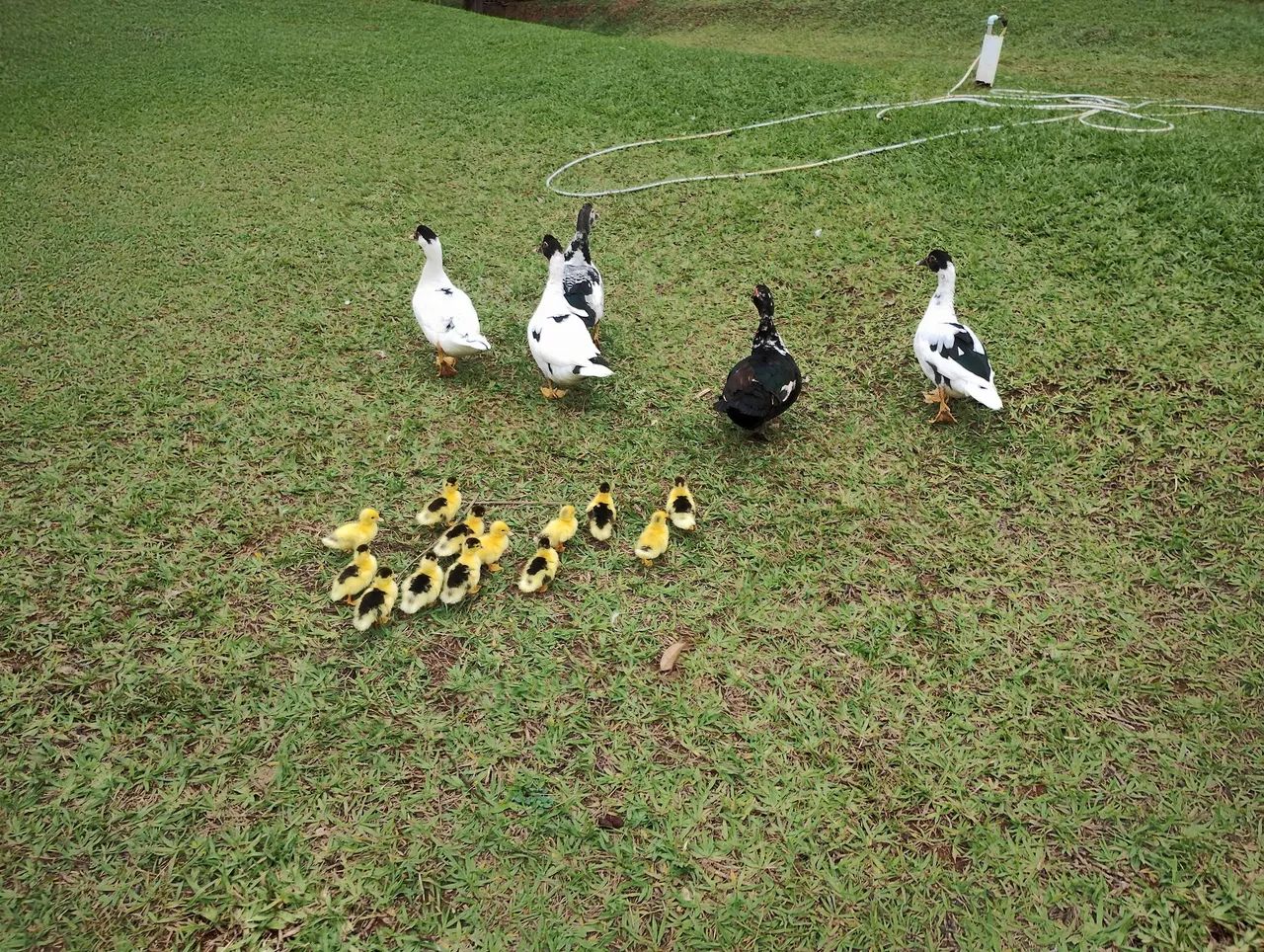Vendo ou troco  - Foto 6