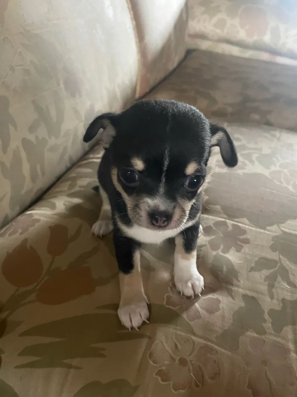 Filhote de chihuahua