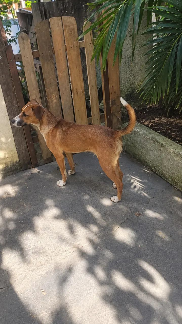 Doaçao - Cachorrinha - Foto 2