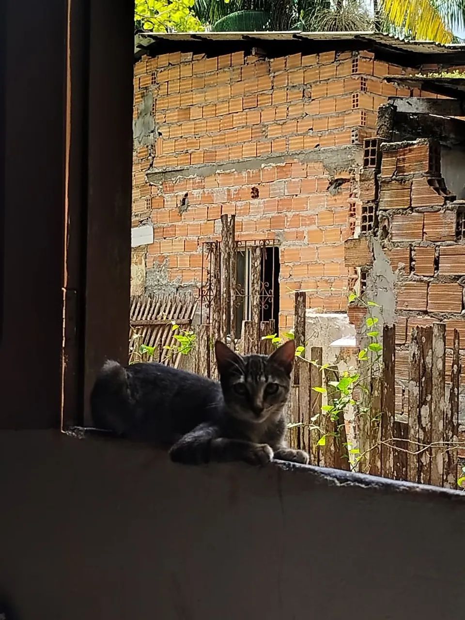 GATINHA PARA DOAÇÃO RESPONSÁVEL  - Foto 2