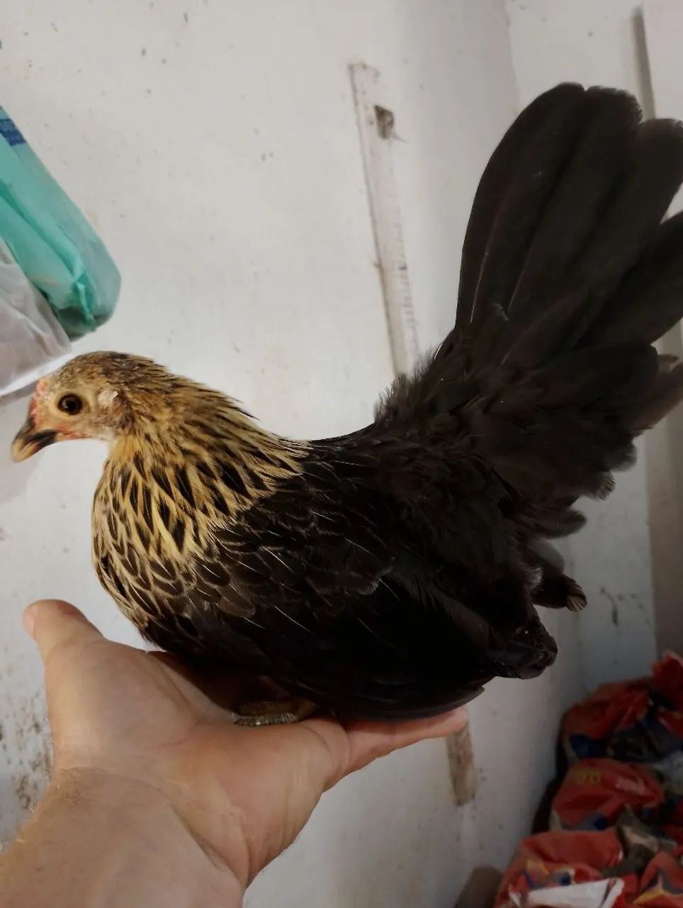 Franga Mine nagazaki na cor birtchem 6 meses  - Foto 3