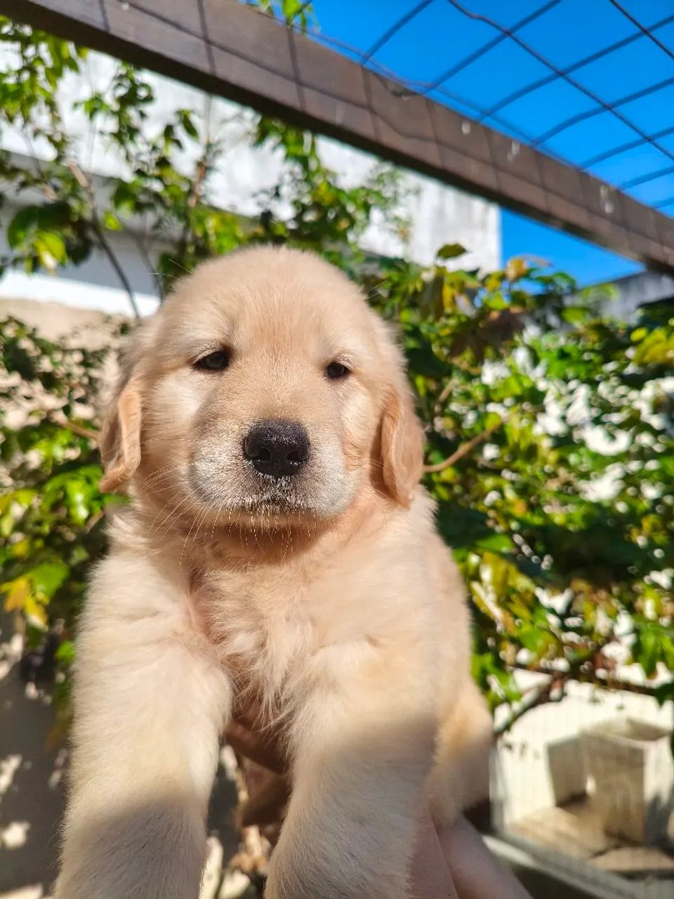 Golden Retriever  - Foto 3