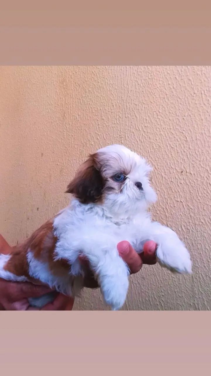 ShihTzu  - Foto 2