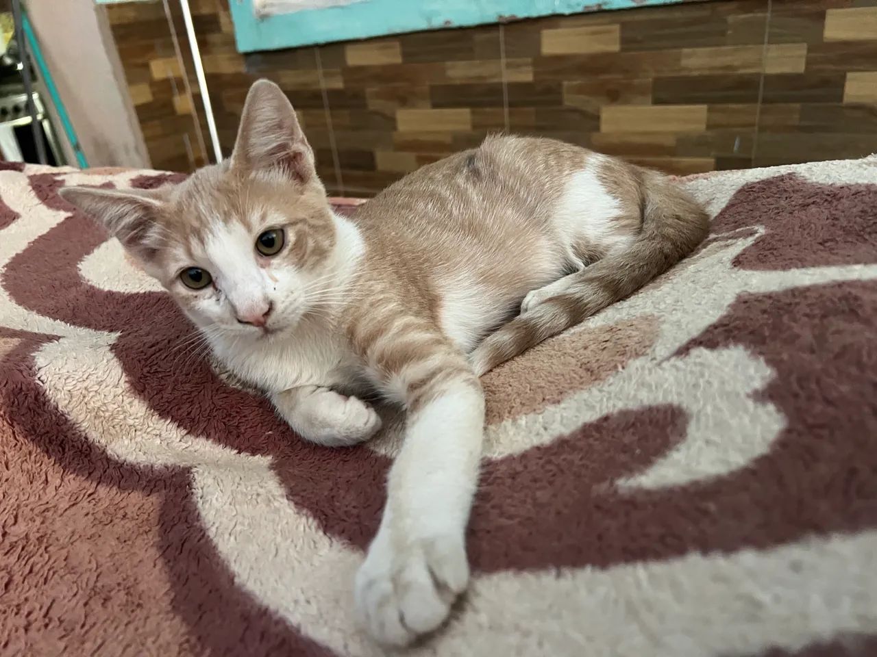 Gatos para adoção  - Foto 3