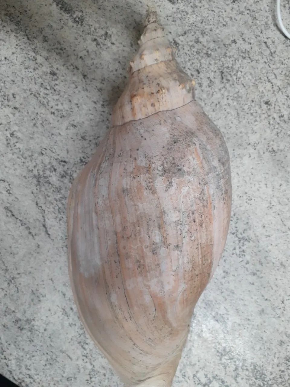 CONCHA NATURAL GIGANTE 
