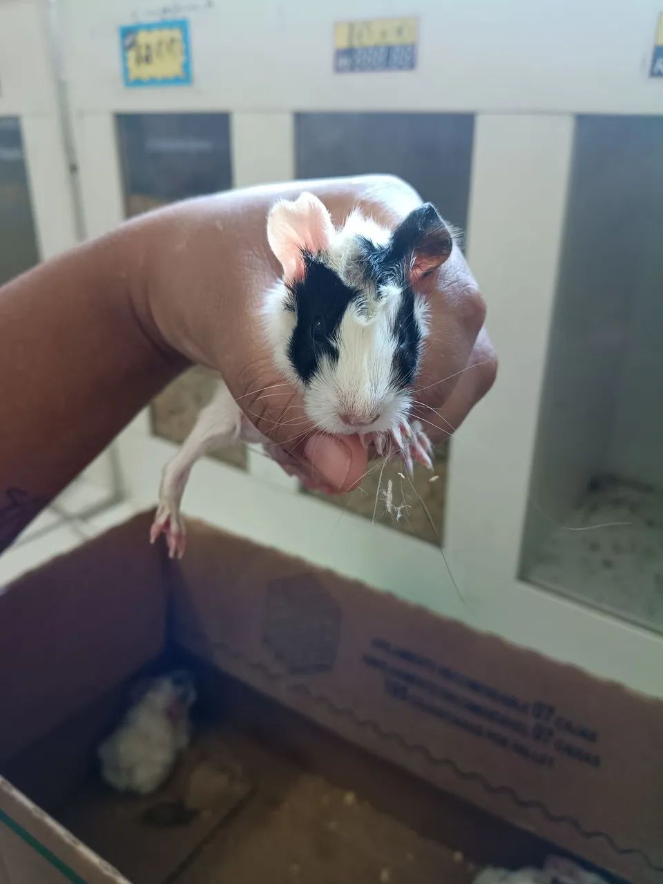 Porquinho da índia comum e peruano  - Foto 6