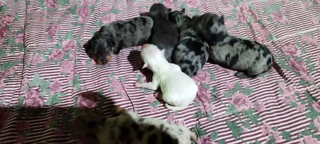 Cachorro  - Foto 2