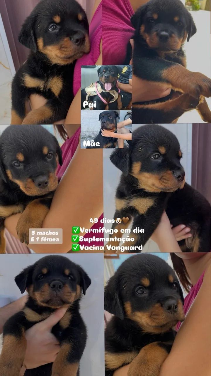 Filhote de Rotweiller