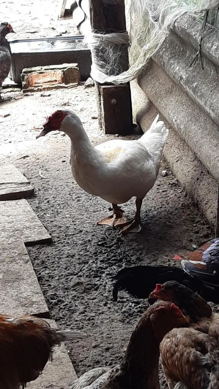 VENDE - SE PATO ADULTO MACHO
