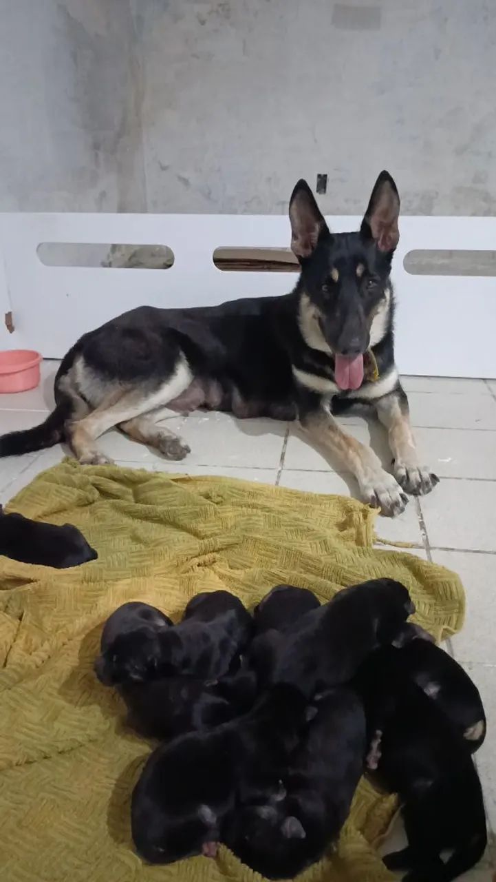 Pastor Alemão Capa Preta - Foto 5