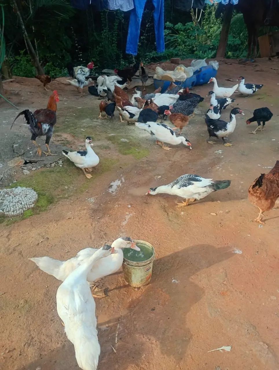 Patos 